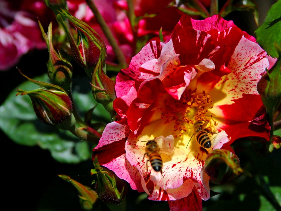 Bees And Roses