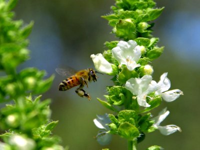 Bees In Flight 2