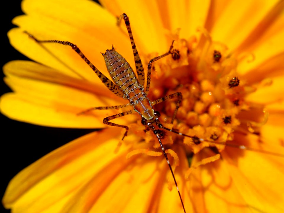 Big Bug photo