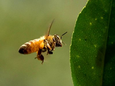 Bees In Flight