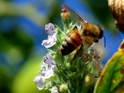 Bee Trail photo