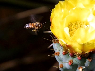 Bee 9