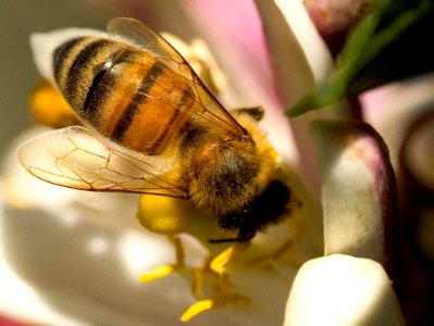 Bee Wings 2