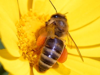 Bee 10