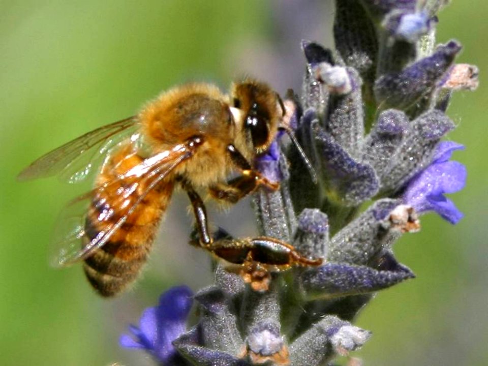 Bee Flower