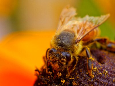 Bee Pollen 4
