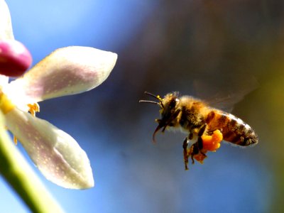 Bee Pollen photo