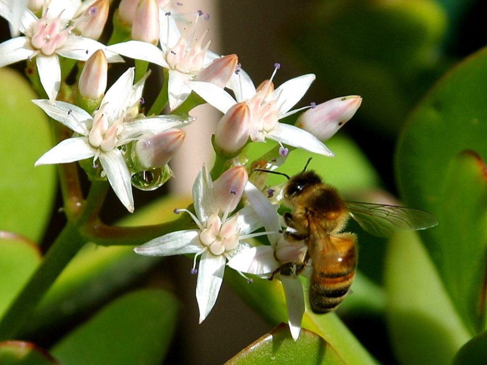 Bee 3