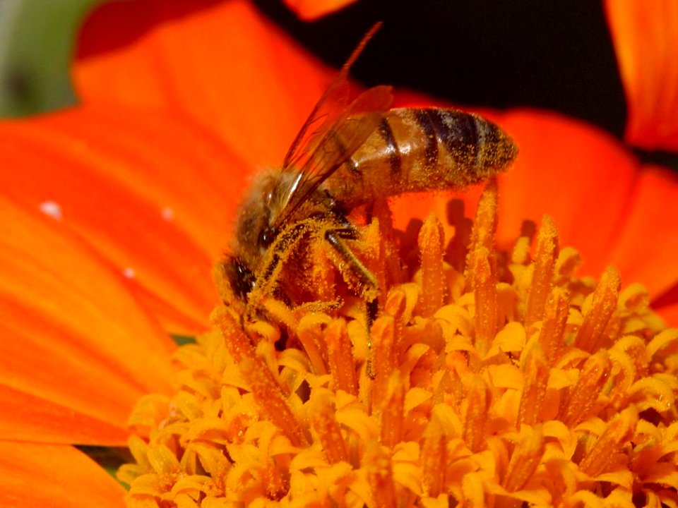 Bee 11