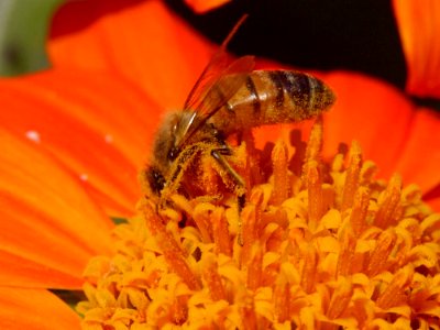 Bee 11
