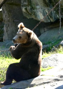 Bear Sitting On The Behind