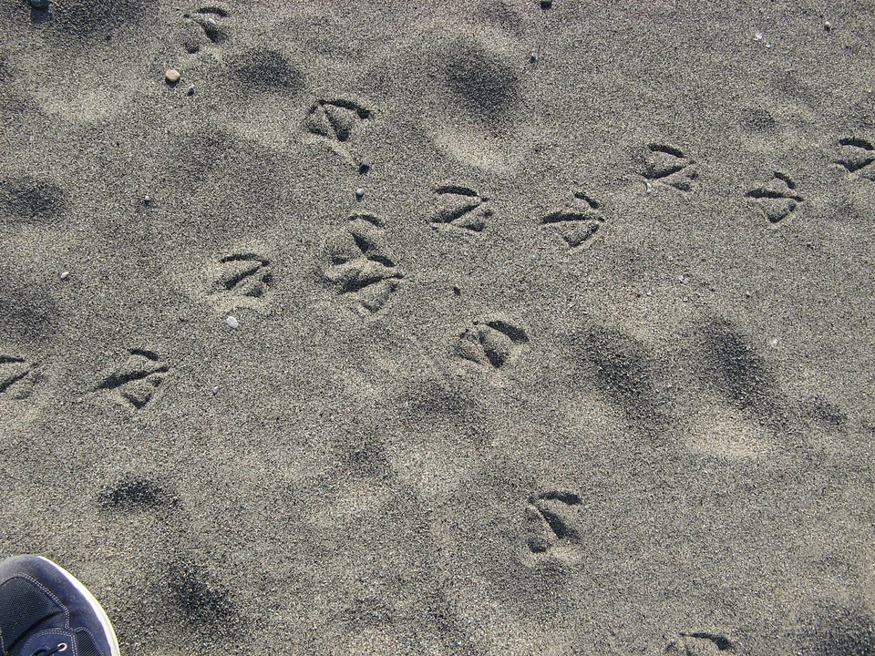 Footsteps sea sun photo
