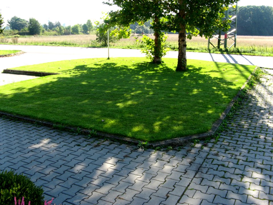 Beautiful Grass