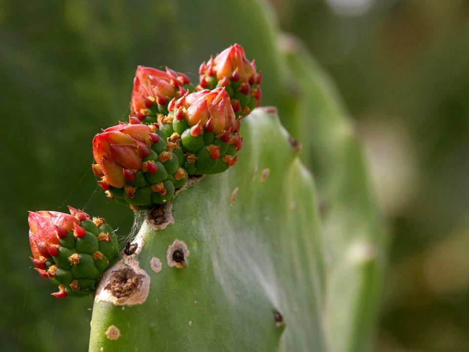 Beavertail Cactus