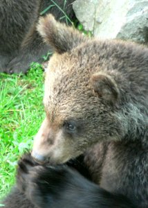 Bear Eating