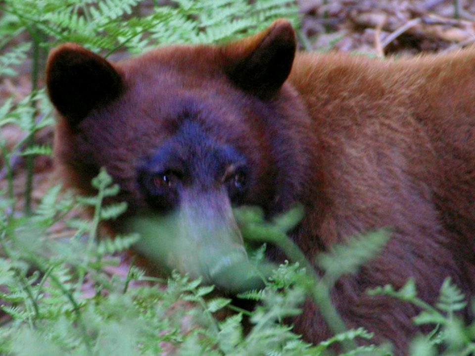 Bear 2