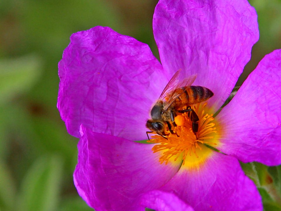 Bee And Pollen