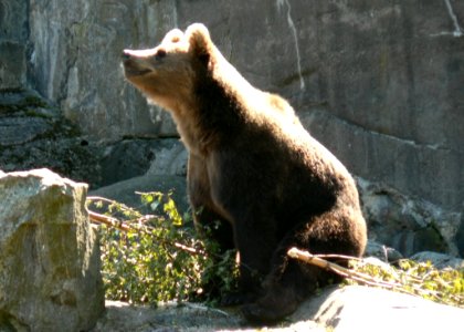 Bear Sniffing The Air