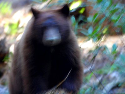 Bear Attack