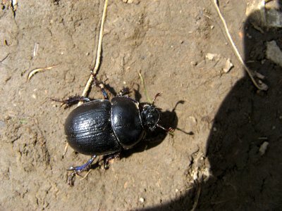 Beatle