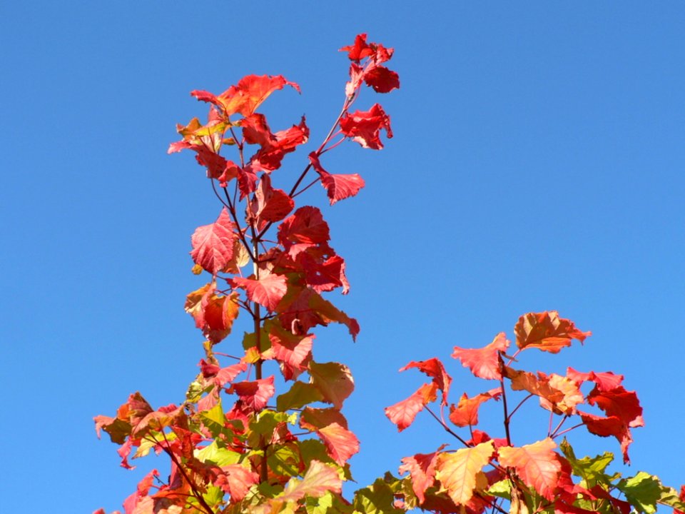 Autumn Leaves photo