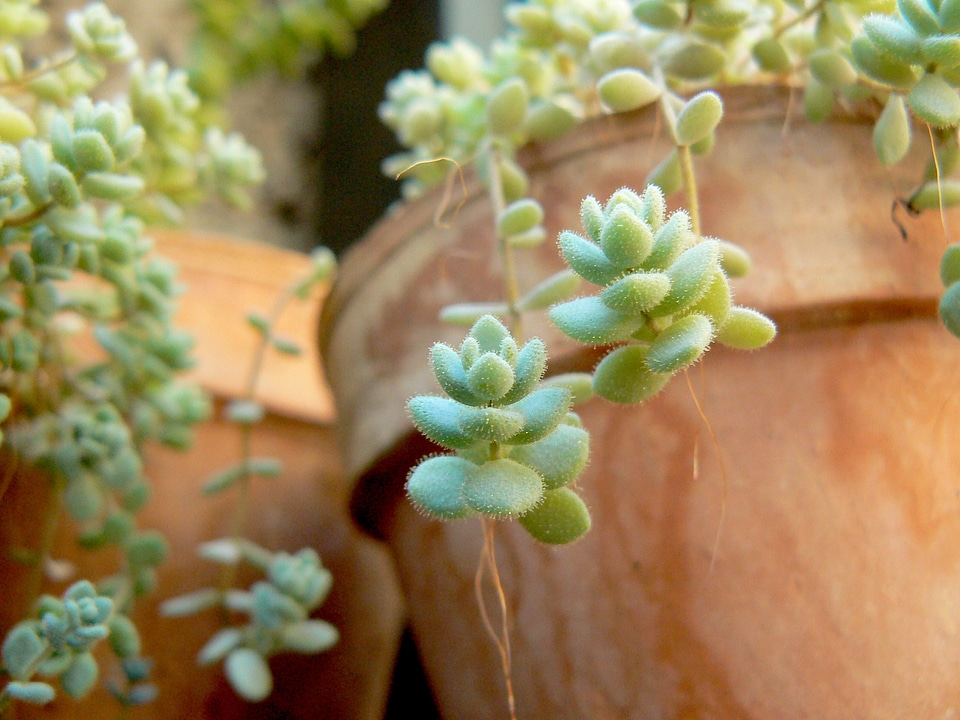 Botanical flora botany