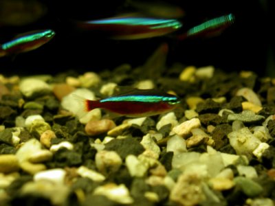 Aquarium Fish 7