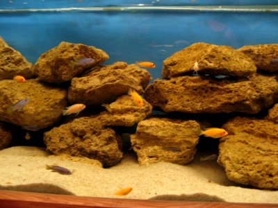 Aquarium Fishes