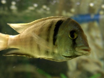 Aquarium Fish 42