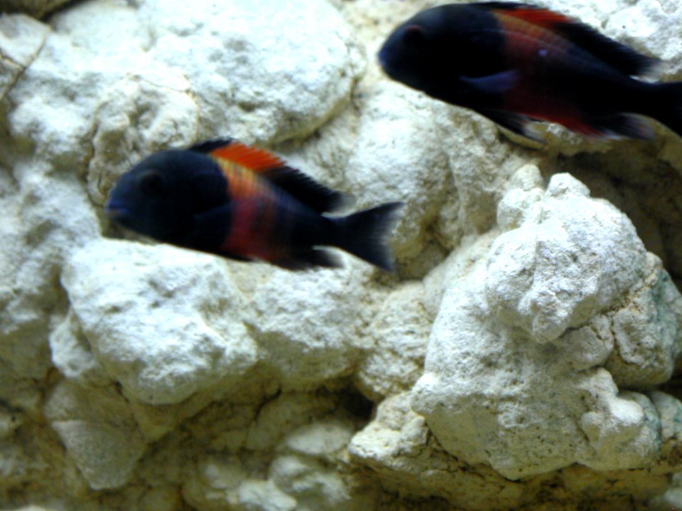 Aquarium Fish 38