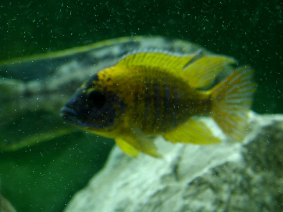 Aquarium Fish 3