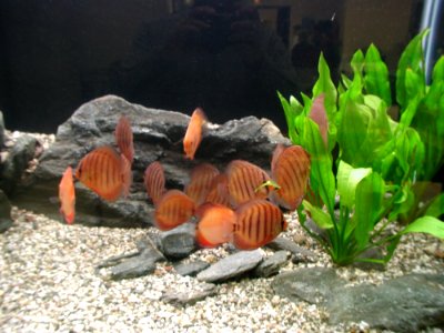 Aquarium Fish 31