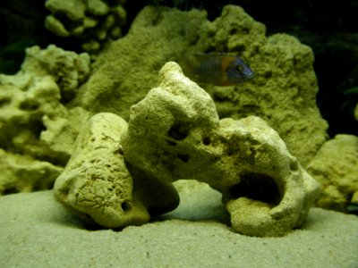 Aquarium Fish 41