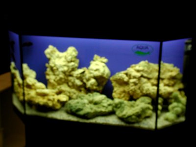 Aquarium Fish 37