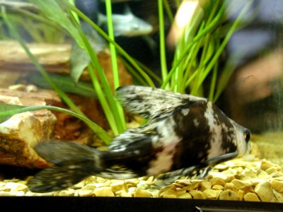 Aquarium Fish 27