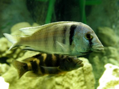 Aquarium Fish 36
