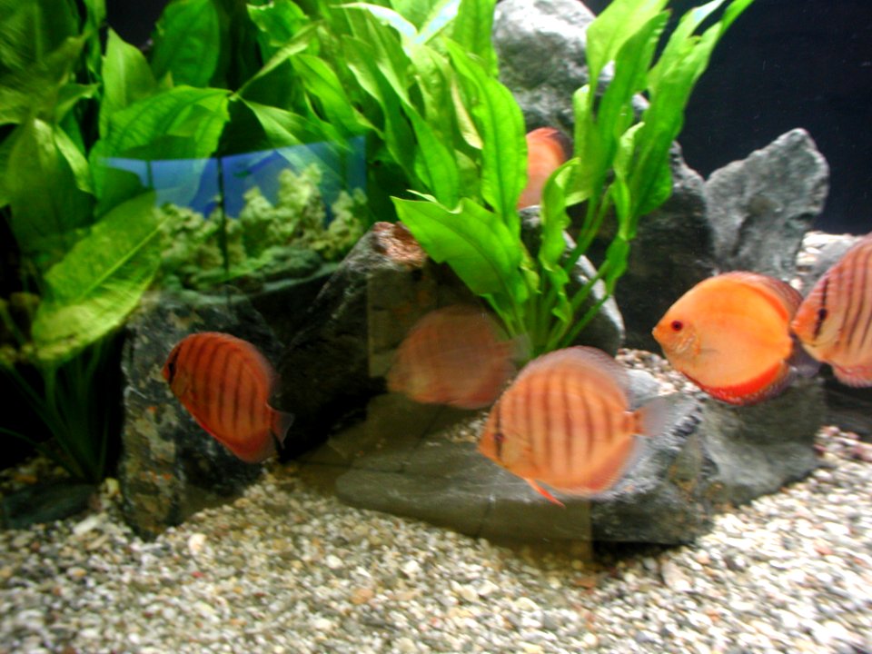 Aquarium Fish 32