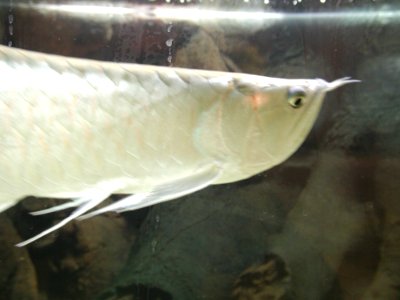 Aquarium Fish 16