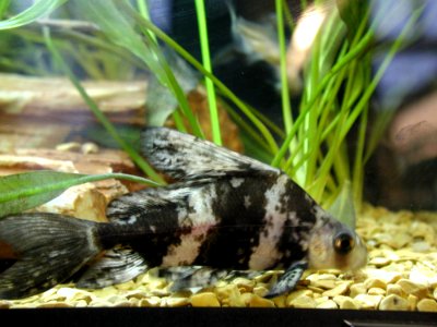 Aquarium Fish 28