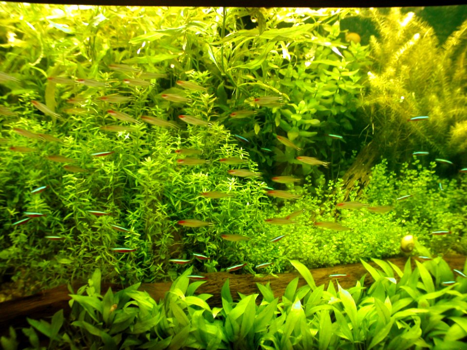 Aquarium Fish 24