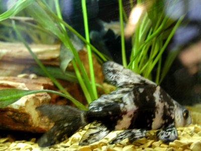 Aquarium Fish 26