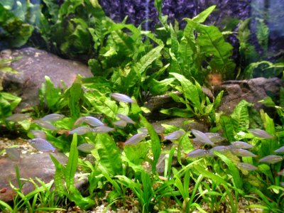 Aquarium Fish 22