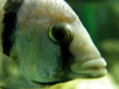 Aquarium Fish 13