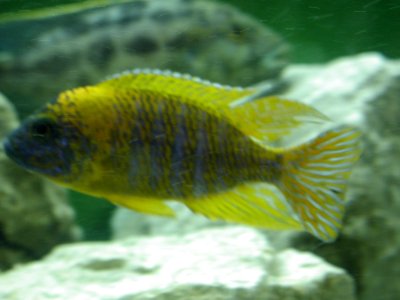 Aquarium Fish 4