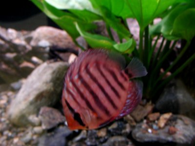 Aquarium Fish 34
