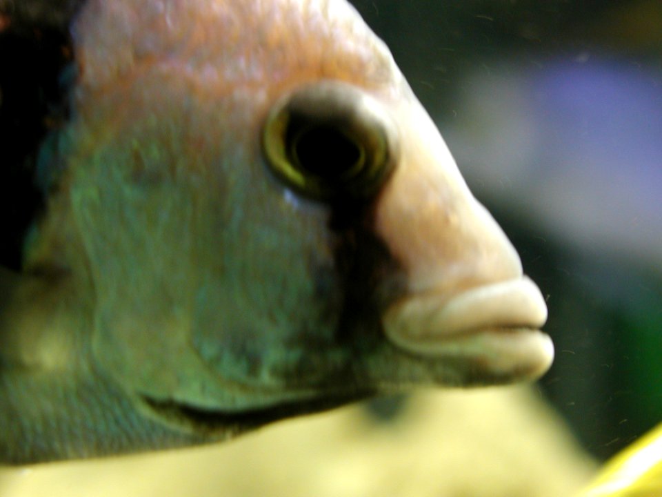 Aquarium Fish 12