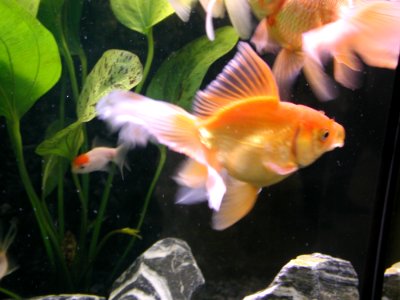 Aquarium Fish 25
