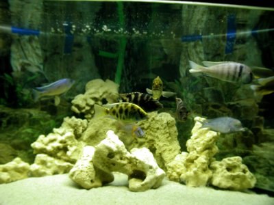Aquarium Fish 14