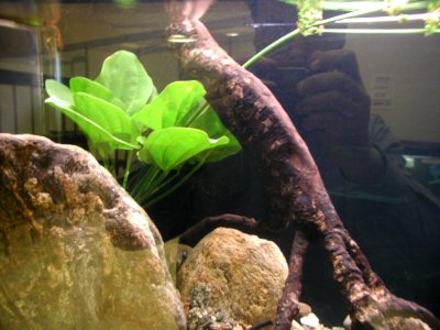 Aquarium Fish 17