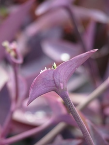 Blossom bloom leaf